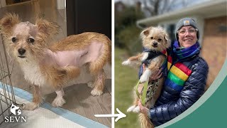 Homeless Hydrocephalus Puppy Lives Happily Ever After ❤