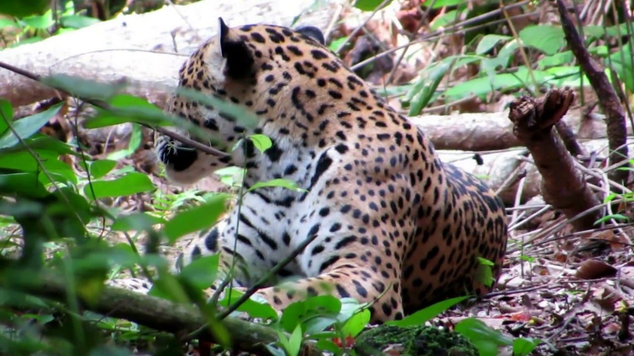 camera iphone 8 plus apk Allman - Jaguar at Heath River Wildlife Center - Bolivia - Peru 2016