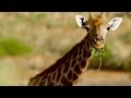Giraffe Adaptations and Behavior