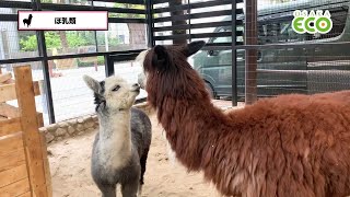 「【大阪ECOの動物たち】ほ乳類」の動画サムネイル