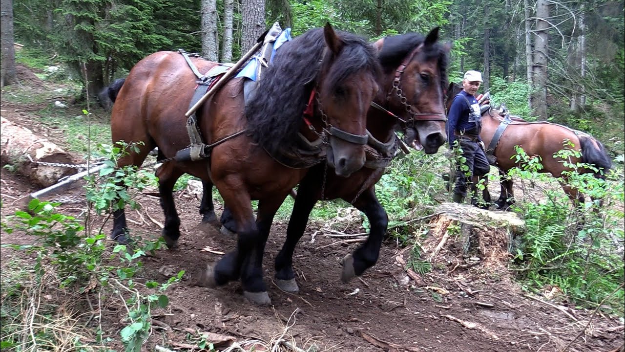 MOBA KOD ANDRIĆA - CRNI VRH 2025