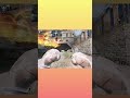 One in a million chance #codm #gaming #fun #callofduty #codmobile #oneinamillion #callofdutyvideos