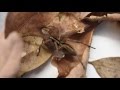 True facts about the wolf spider