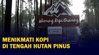 Menikmati Kopi di Tengah Keindahan Hutan Pinus Lembang