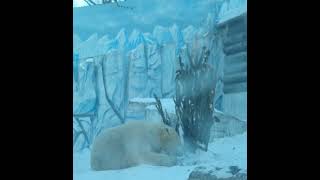 Алмазик....Бриллиант чистой воды..Приамурский зоосад..Diamond....A diamond of pure water..Amur Zoo..