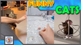 Laugh with this funny cat compilation! #017 Comment your favorite! Subscribe for more videos!