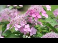 花の楽園フラワーパークかごしま写真集 の動画、YouTube動画。
