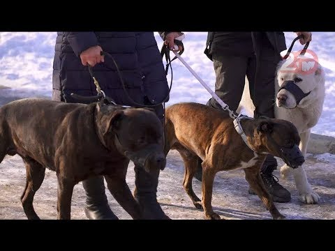 Правила выгула собак в общественных местах ужесточились с начала года