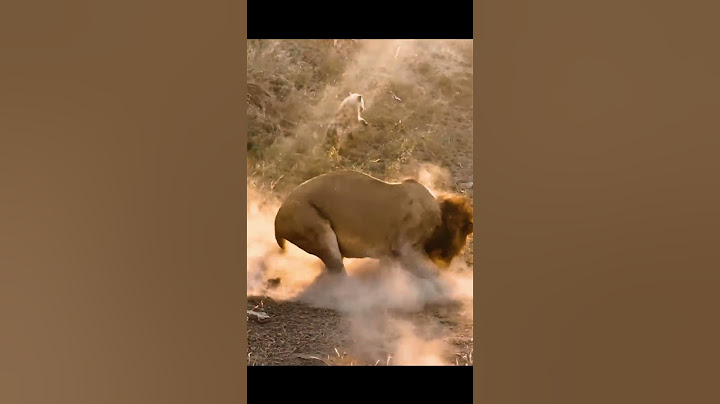 LION Comes Across HYENA Cubs Sleeping at their Den #lion #hyena #huhting #predator