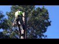 Cutting a tree from the top down