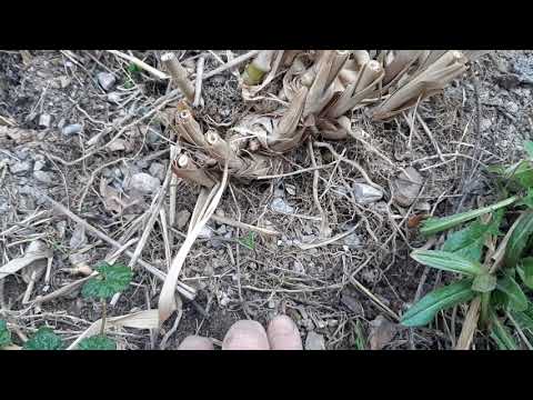 Video: Miscanthus çin