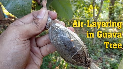 Air layering guava tree : How to propagate guava tree using air layering methods