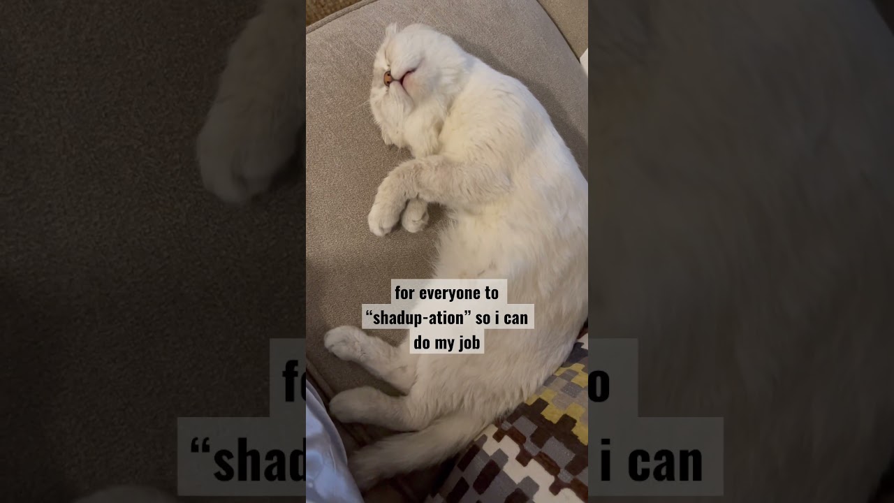 professional napping is no easy job 🥱🤩 