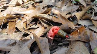 Stink Horn Mushroom