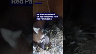Its Panda-modium!  UK zoo welcomes twin Red Panda cubs #shorts