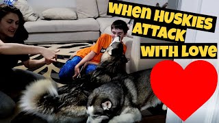 Aggresive Face Licks Lol