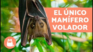 10 AMAZING FACTS about MAMMALS 🐻 Discover them!