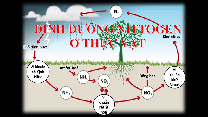 Rễ cây hấp thụ nitơ ở dạng nào