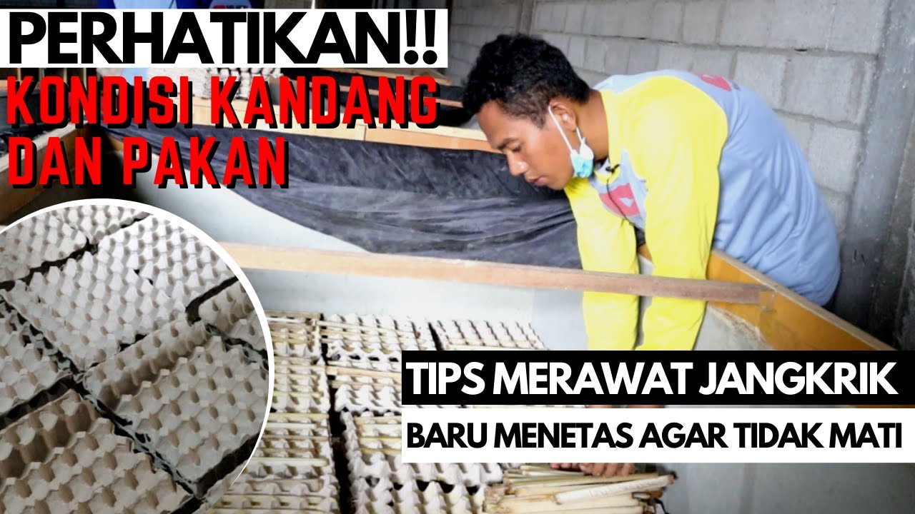 CARA PALING MUDAH BUDIDAYA JANGKRIK PEMULA 