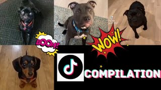 Dog Spin Challenge Tiktok Challenge Compilation