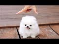 10 Razze Di Cani Miniature Che Non Crederai Esistano Realmente