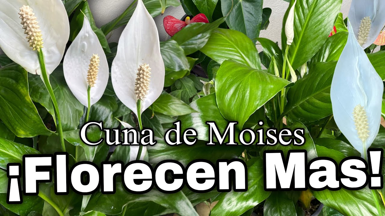 COMO PROPAGAR Cuna de Moisés COMO EN EL VIVERO | ¿Por qué NO Florece?