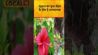 Health Tips: सुबह खाली पेट Gudhal  के फूल खाने से सेहत को मिलेंगे कई फायदे | local18shorts