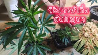 วิธีการชำกิ่งต้นกัญชา | KATI - Grower 420 EP.4