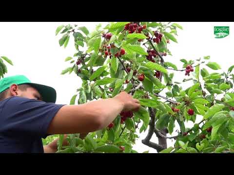 Video: Fiori Di Ciliegio Per Uccelli Per Uno Schiocco Di Freddo