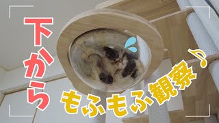 子猫をキャットタワーの下から観察モフモフ肉球がかわいい[猫動画]