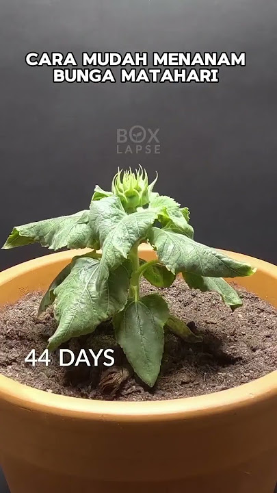 cara  menanam biji bunga matahari dengan mudah dari biji cukup memakai pot bisa berbunga