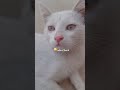 اخذتها محتوى شكلي ميا وشيلا صارو اسود مدري من شو اكسبلور Blackpink روبلوكس اخذتها محتوى شكلي ميا وشيلا صارو اسود مدري من شو اكسبلور Blackpink روبلوكس