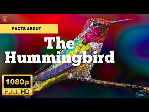 Video: Warum ist der Breitschwanzkolibri wichtig?