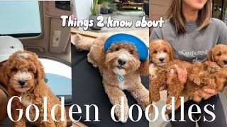 Adopting a goldendoodle in 2024 - from puppy to dog
