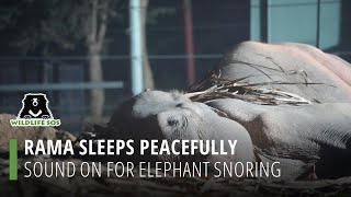 Rama: Sound On For Elephant Snoring!
