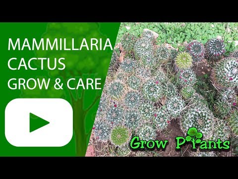Видео: Frailea кактусын арчилгаа - Frailea кактус ургуулах талаар мэдэж аваарай