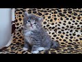 Very beautiful siberian kitten cattery siberianbears.com