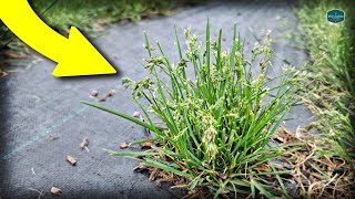 The Time Of Year I HATE My Lawn 👎🏼 // Seed Head Grass Info