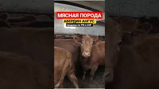 Мясная порода крупно рогатого скота Абердин Ангус. Продажа скота в России и в странах СНГ. #shorts