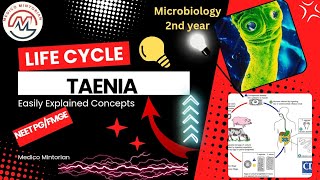 Taenia Saginata Taenia Solium Life Cycle Easily explained ||Microbiology 2nd year mbbs| Fmge|Neet PG