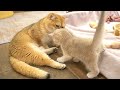 Mother cat meows to call her kittens to eat so sweet