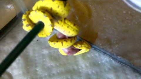 Green Tree Python Eating Part 2