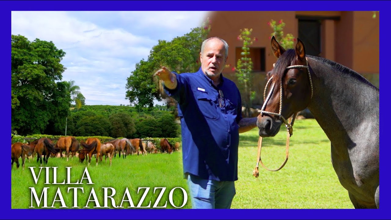 A criação de CAVALOS de JAYME MONJARDIM