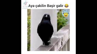 Ayə Çəkilin Bəşir Gəlir Qarğa Versiyon-Azerbyacan Tik Tok Videoları