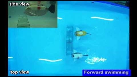 Motion Tracking between Two Robots Using Electrocommunication