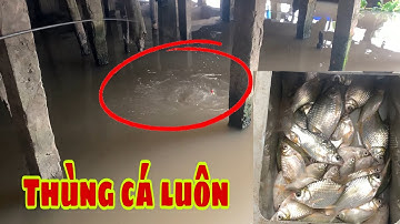 Câu Cá Mè Vinh Đầu Mùa - Giật Liên Tục Hốt Nguyên Ổ Cá Luôn | Fishing Miền Tây