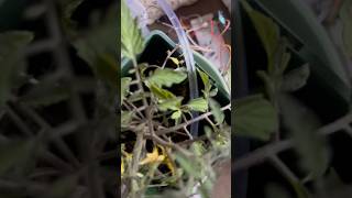 Automated Irrigation System - ESP32, Oled, Moisture Sensor - Tutorial Coming soon