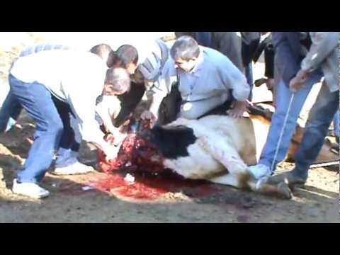 Kurban Kesimi 2012  KKB 11  Sheep slaughter Girl (Selin için çekilmiştir)