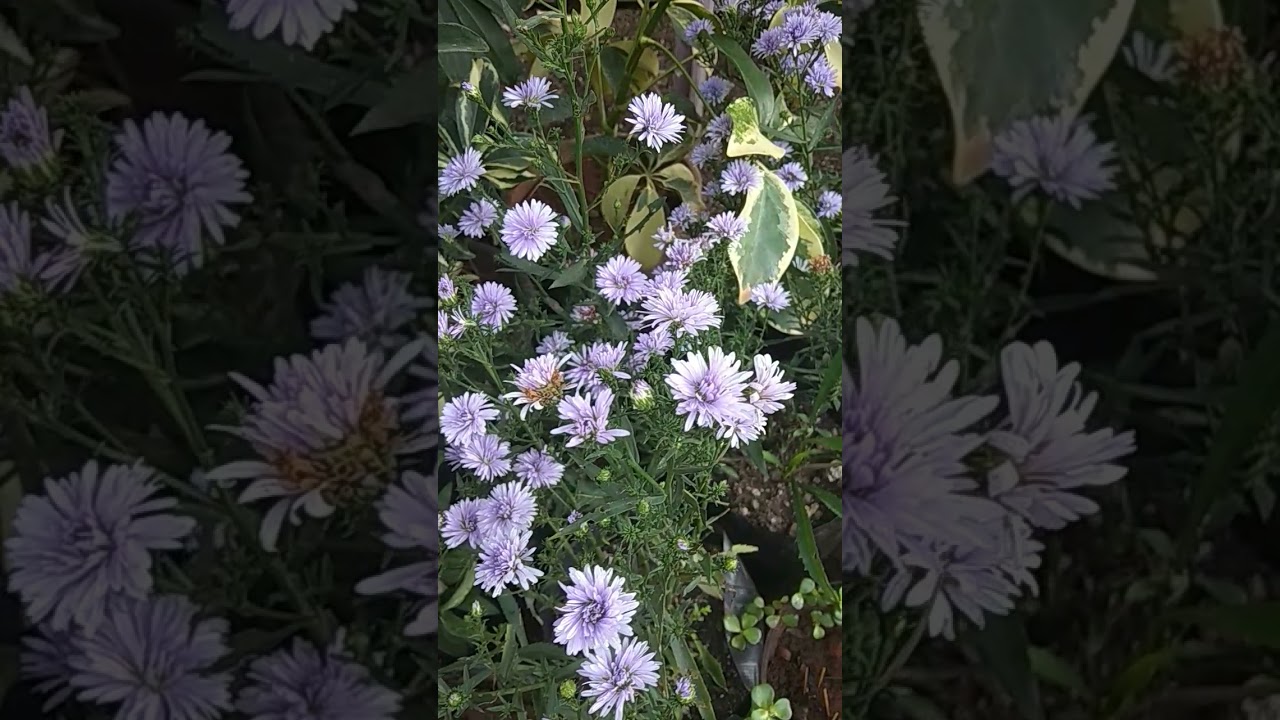 European Michaelmas-daisy 