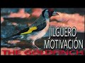 AUDIO PARA MOTIVAR JILGUEROS THE GOLDFINCH 2022 🥇 ESTIMULADOR DEL CELO Y CANTO PARA JILGUEROS